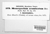 Image of Monosporium acuminatum